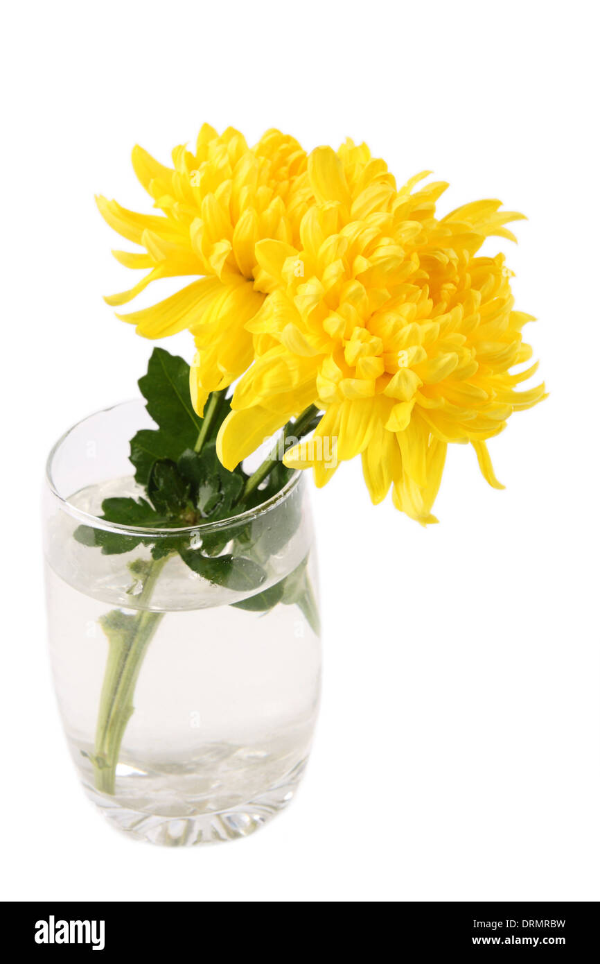 Chrysanthemumsb im Glas Stockfoto