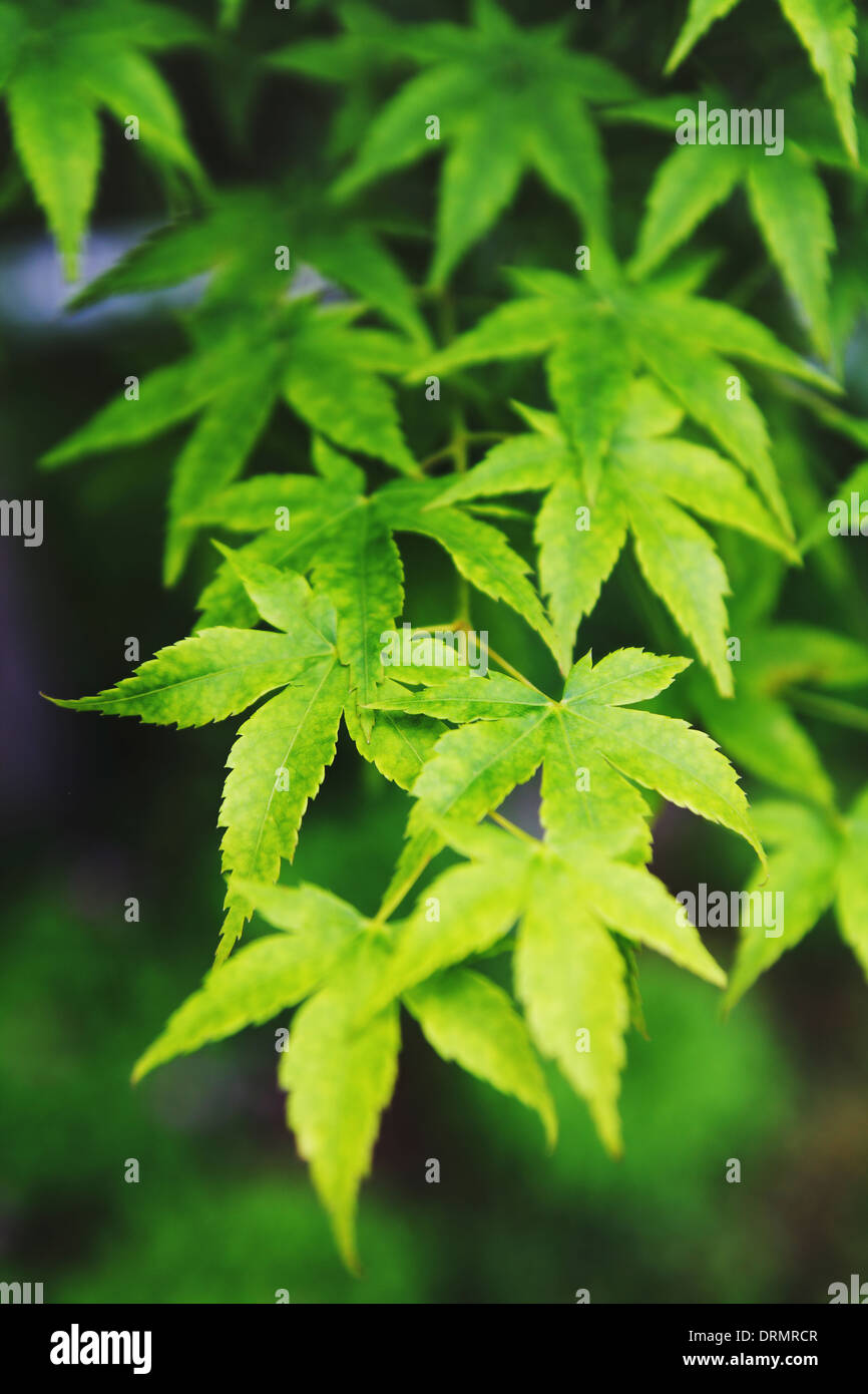 Ahorn-Blätter Stockfoto