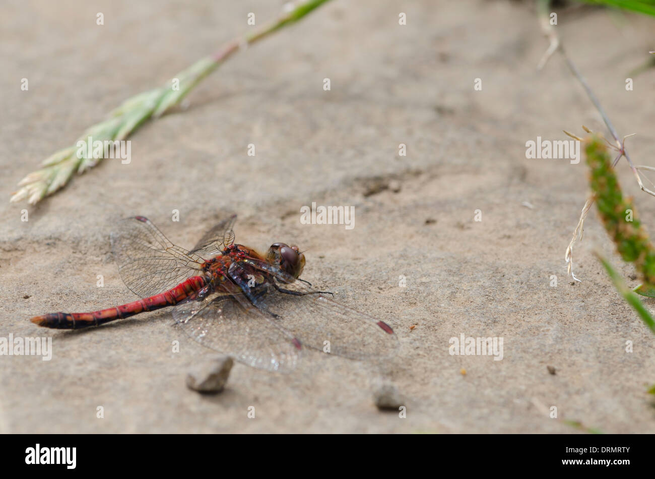 Eine gemeinsame Darter Libelle ruht auf dem Weg in Schottland. Stockfoto