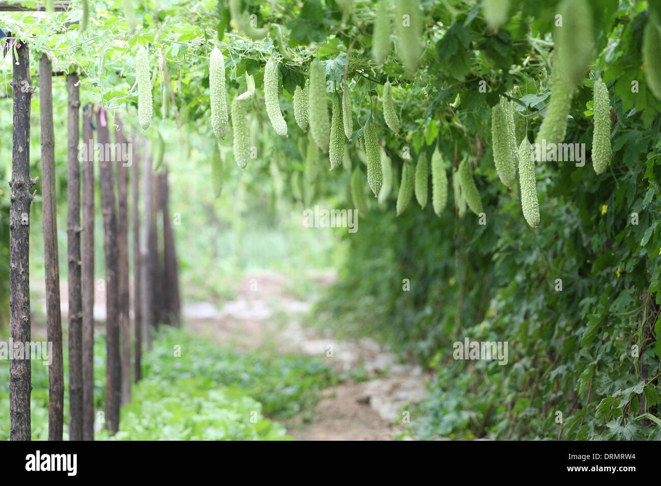 Bitterer Kürbis Stockfoto