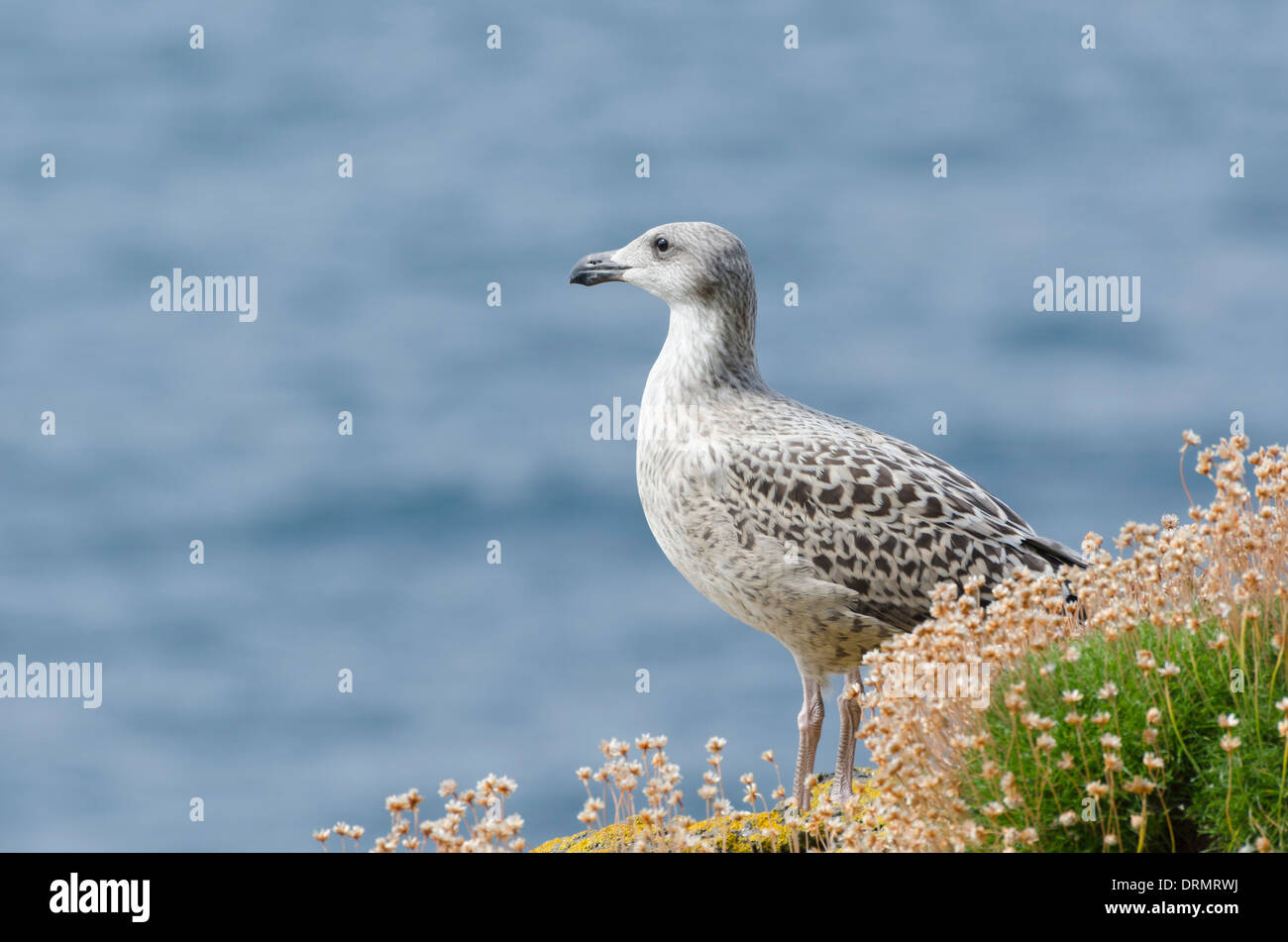 Eine Juvenile große schwarz-Back Möwe genießen Sie die Sonne auf Lunga, Treshnish Inseln, Schottland. Stockfoto