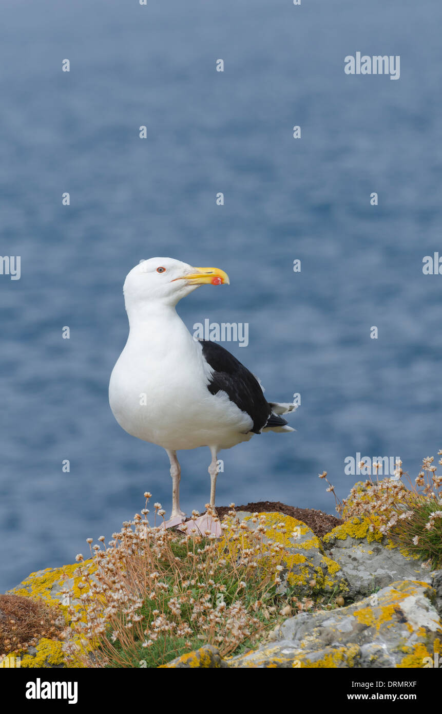Eine große schwarz-Back Möwe, genießen Sie die Sonne auf Lunga, Treshnish Inseln, Schottland. Stockfoto