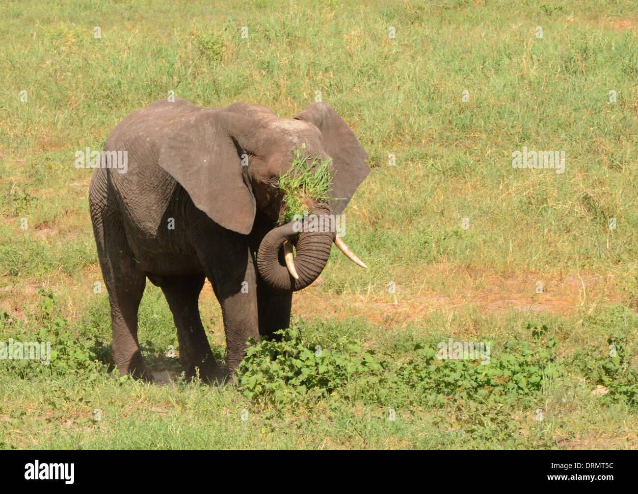 Elefanten, die Schlagsahne weg fliegen Stockfoto