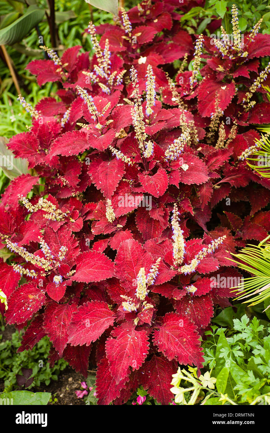 Roten Coleus Lieaves und Blumen Stockfoto