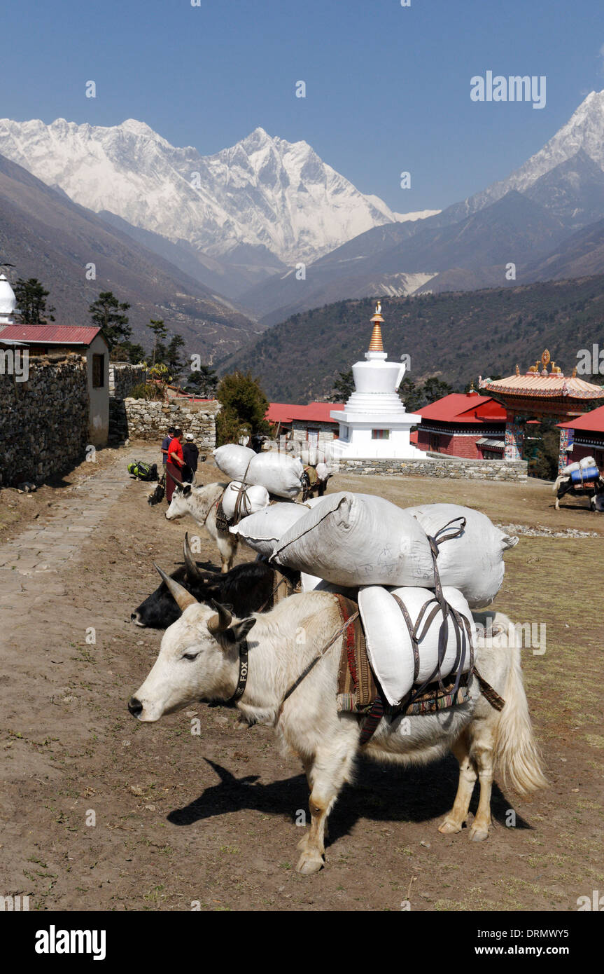 Yaks in Tengboche (Thyangboche) auf dem Everest base camp Trek, Nepal Stockfoto