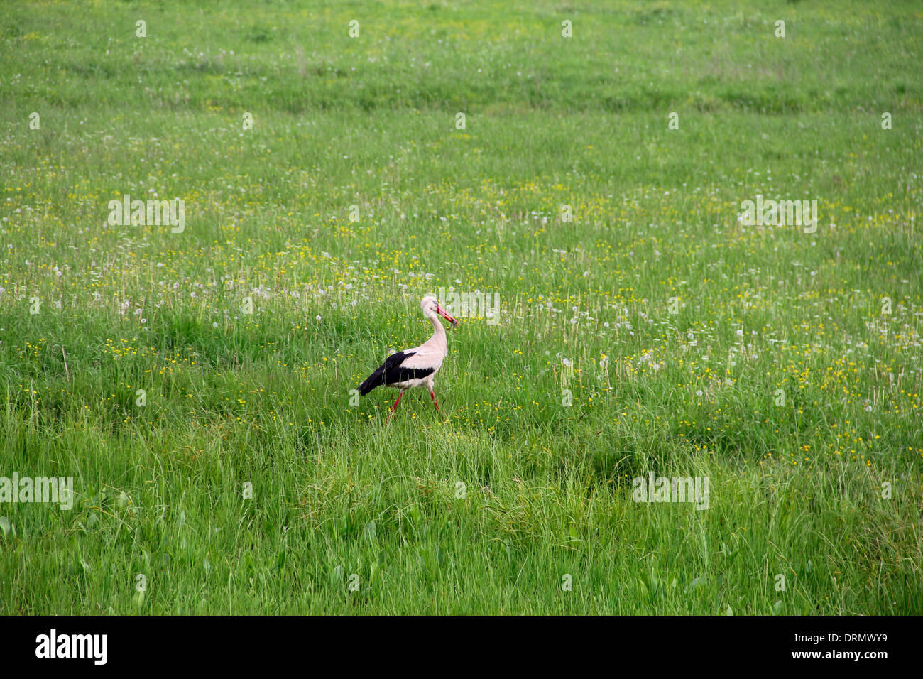 Heron auf Wiese Stockfoto