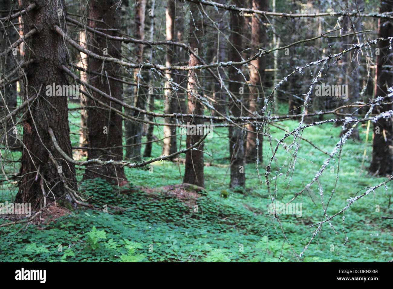 Schöne Aussicht auf alte Tanne Baum Wald im Sommer Stockfoto