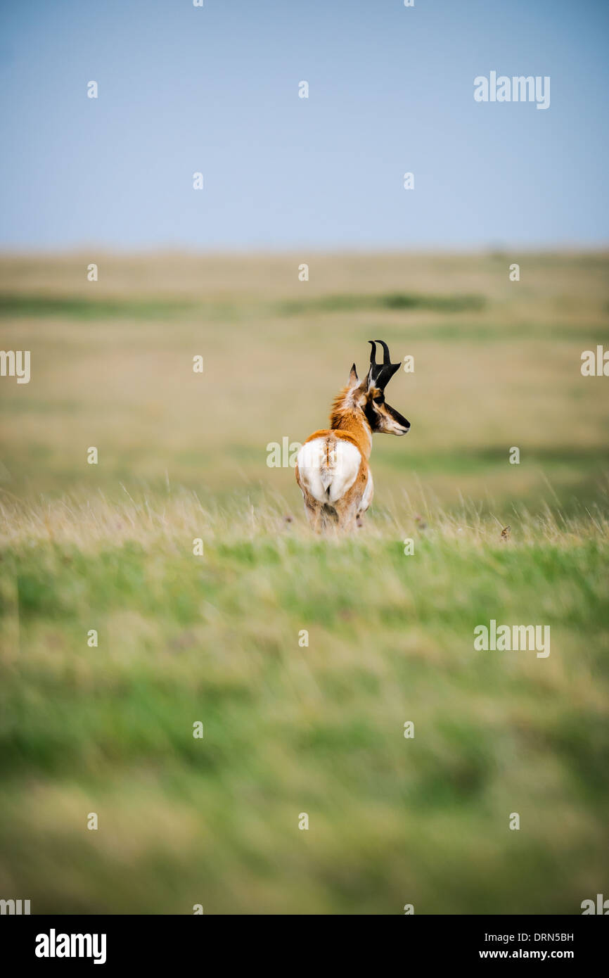 Pronghorn Grasslands National Park Saskatchewan Kanada Stockfoto