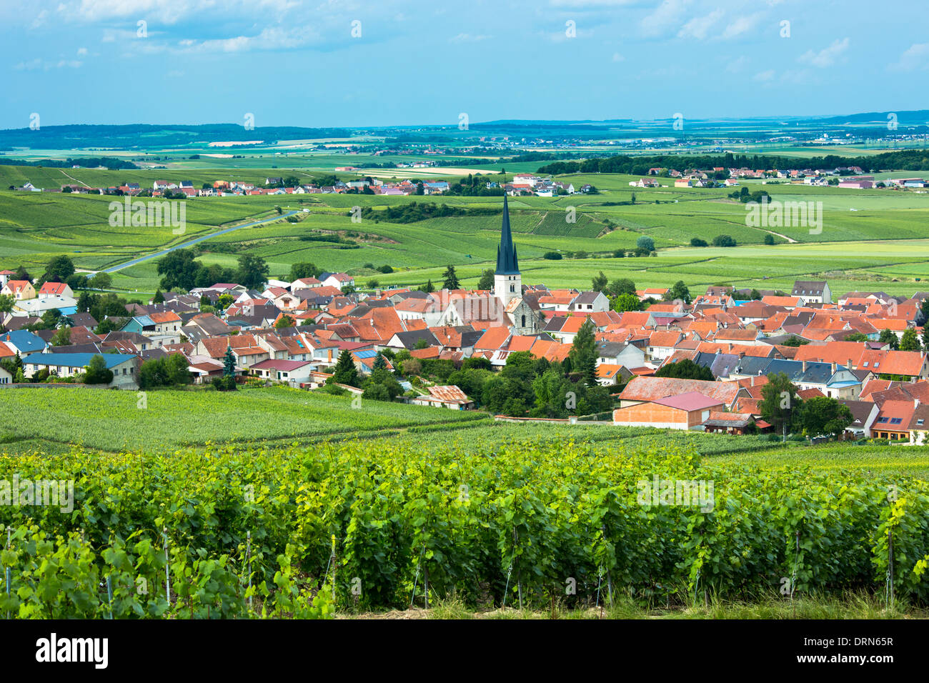 Chardonnay-Reben unter Ceruleshimmel im Dorf Chamery in der Region Champagne-Ardenne in Frankreich Stockfoto