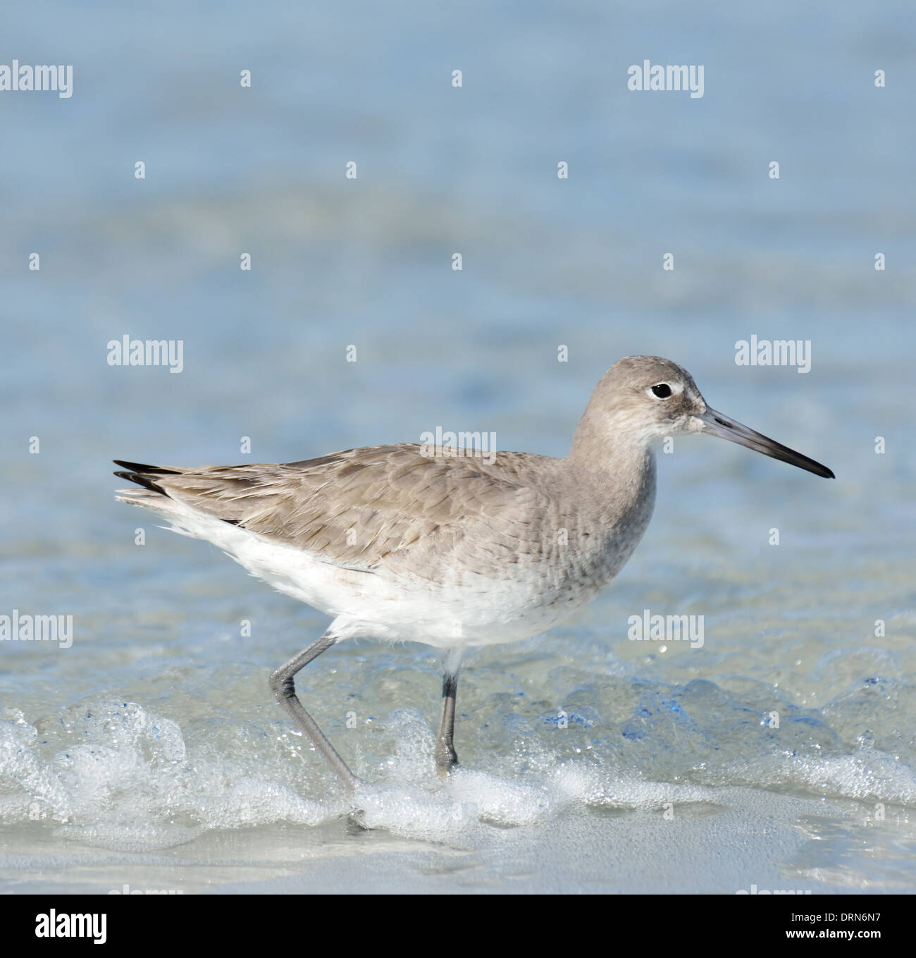 Willet Vogel auf Golf-Küste-Strand Stockfoto