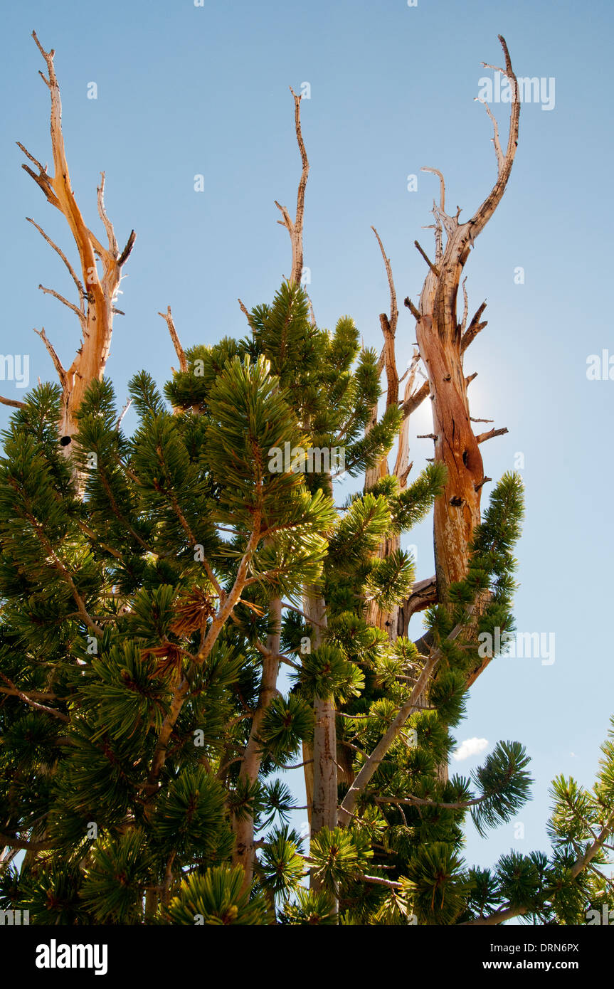 Weißstämmige Kiefer (Pinus Albicaulis) in die weiße Wolke Bergen Idaho Stockfoto
