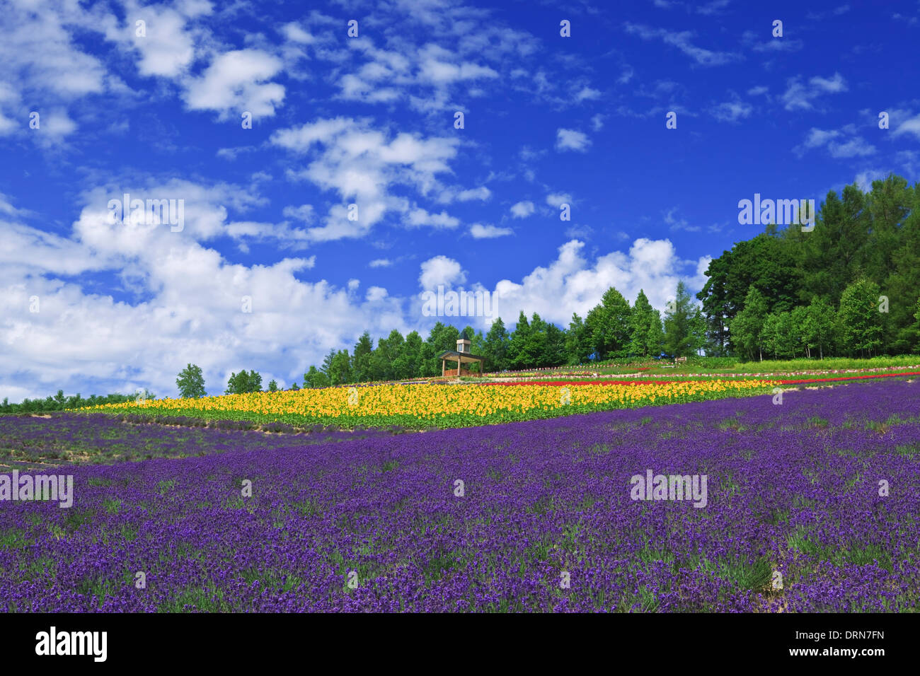 Lavendel-Feld Stockfoto