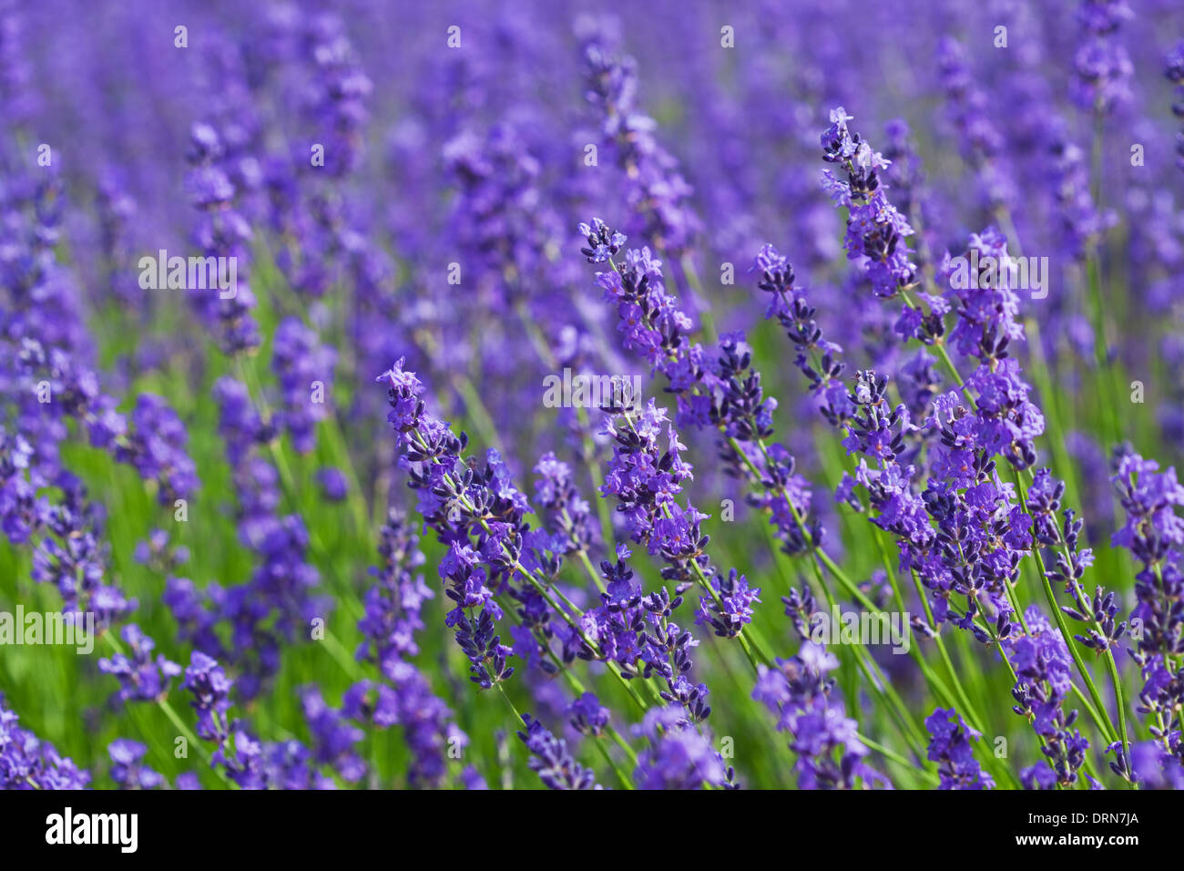 Lavendel Blume Stockfoto