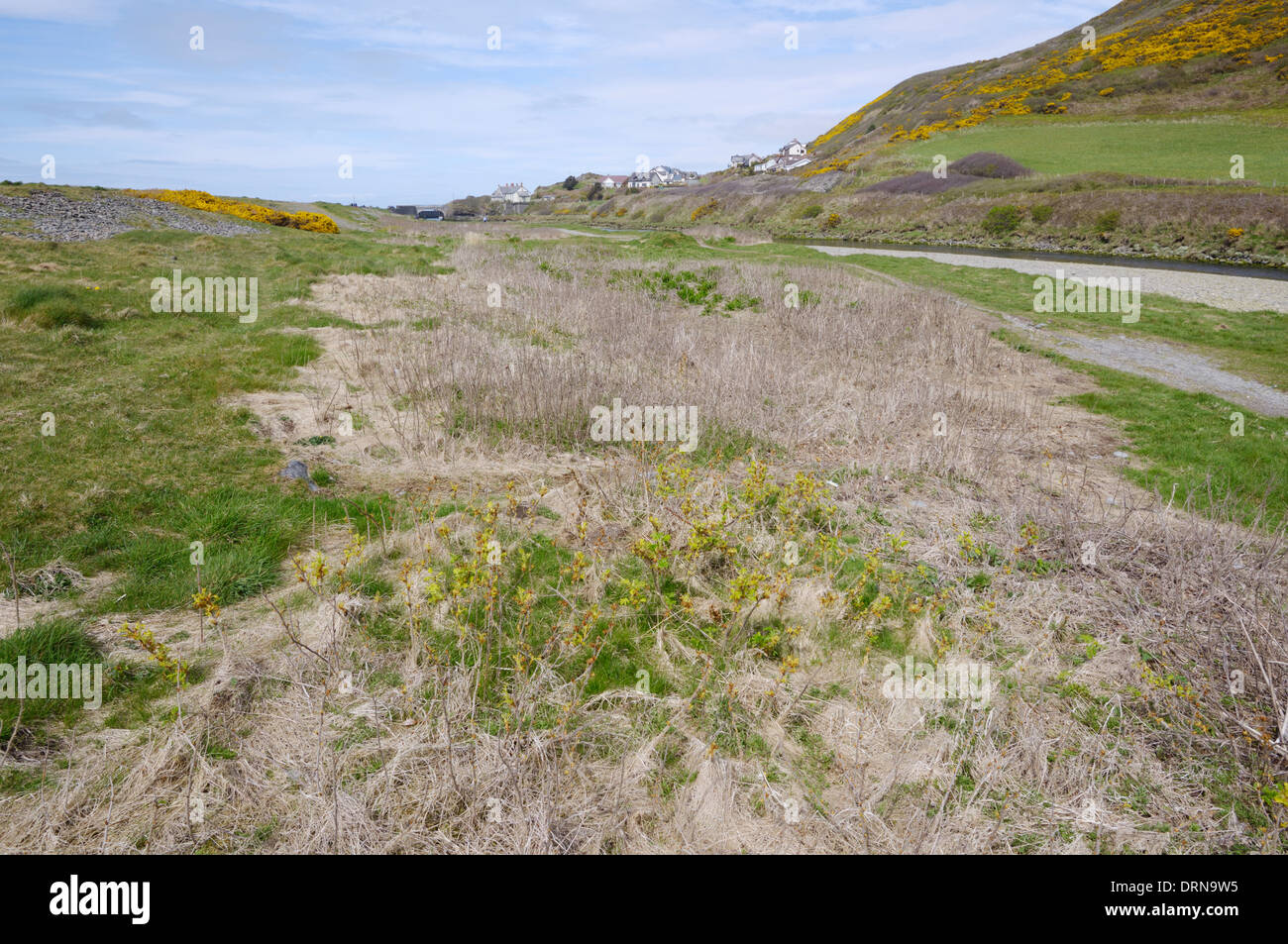 Gezielten Einsatz von Herbizid zur Kontrolle eine invasive Pflanze, Rosa Rugosa auf eine Schindel Strand Ökosystem, Wales, UK Stockfoto