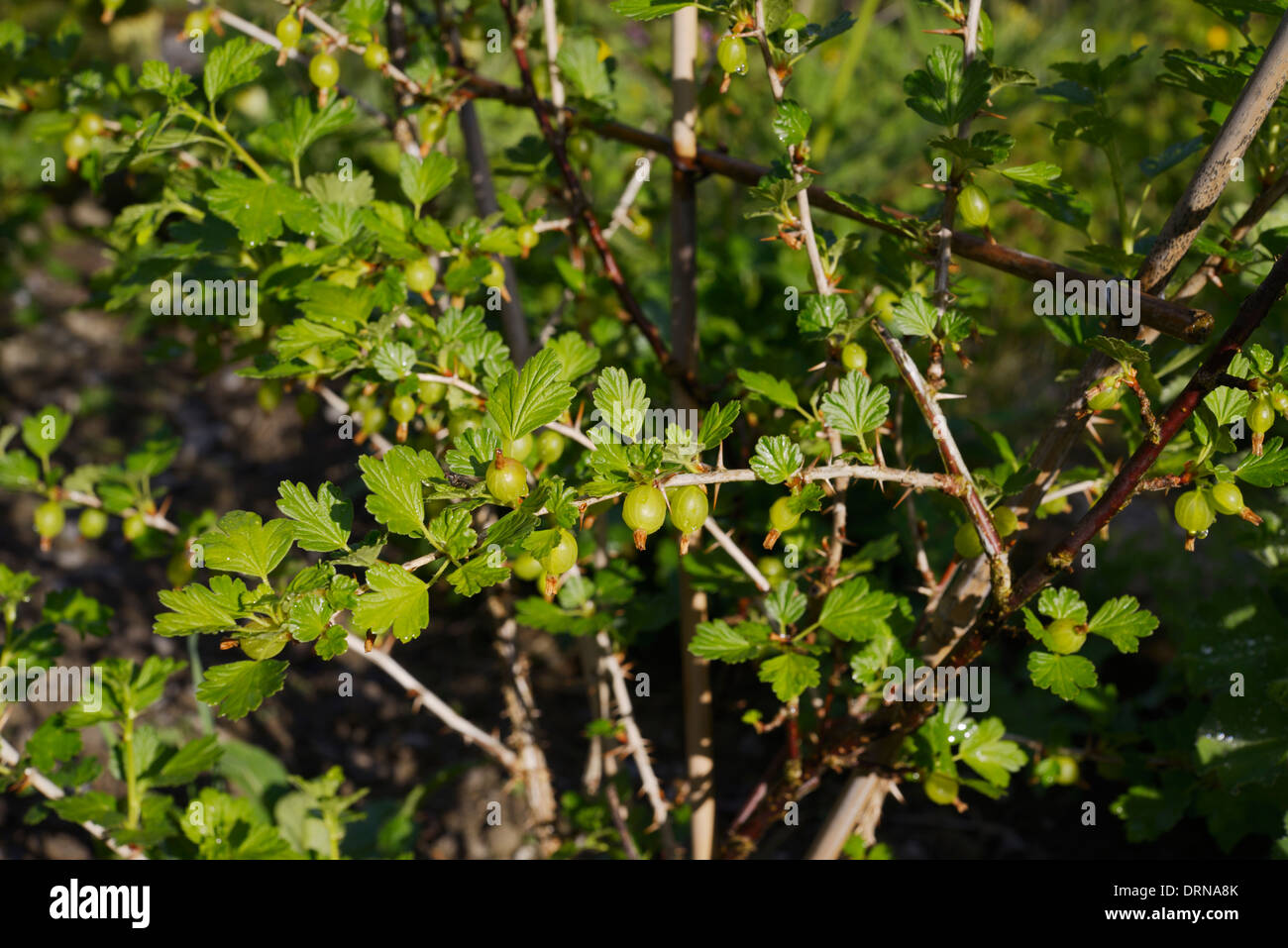 Stachelbeeren auf einem jungen Busch als ein dreifacher Cordon, Wales, UK. Stockfoto