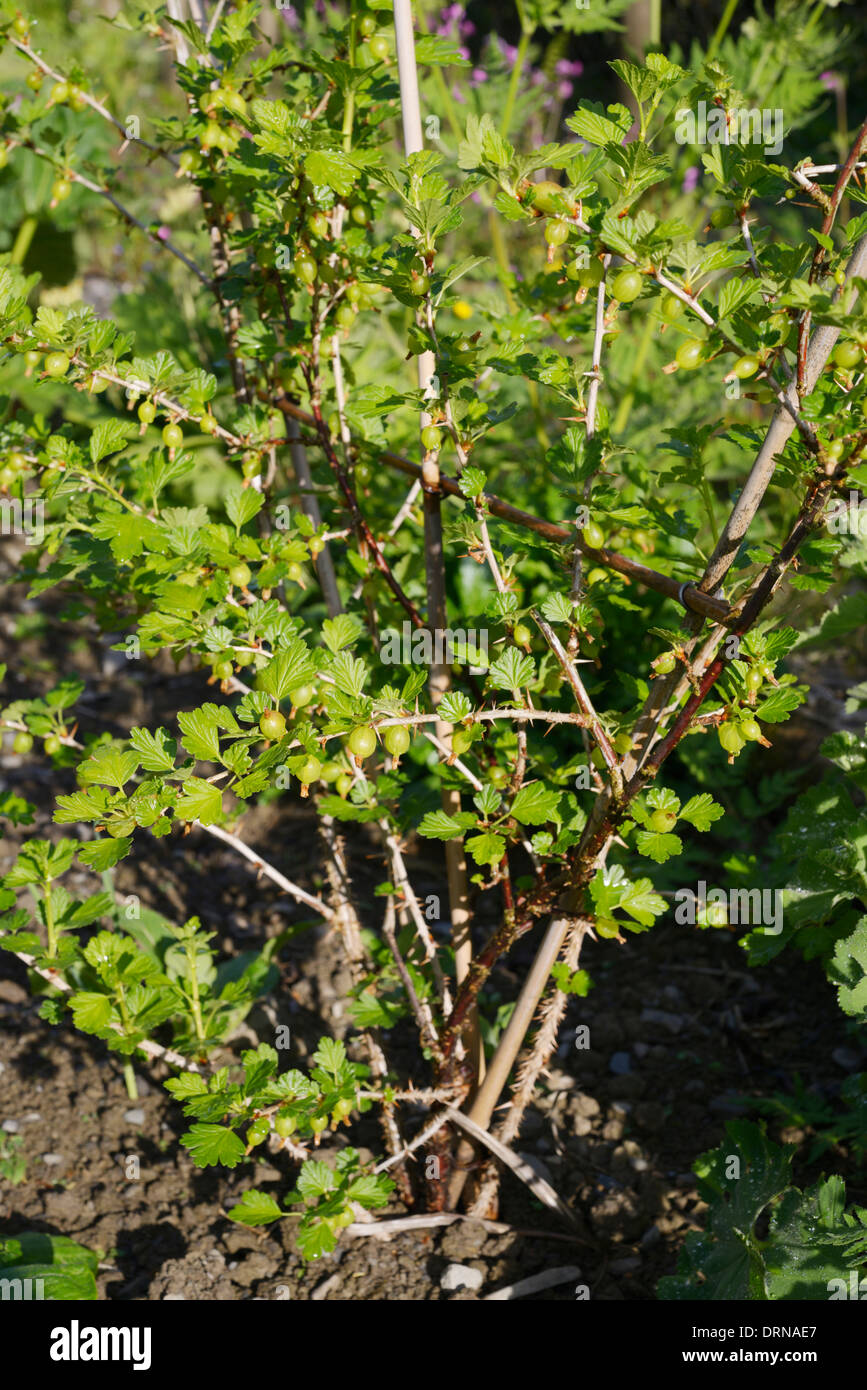 Stachelbeeren auf einem jungen Busch als ein dreifacher Cordon, Wales, UK. Stockfoto