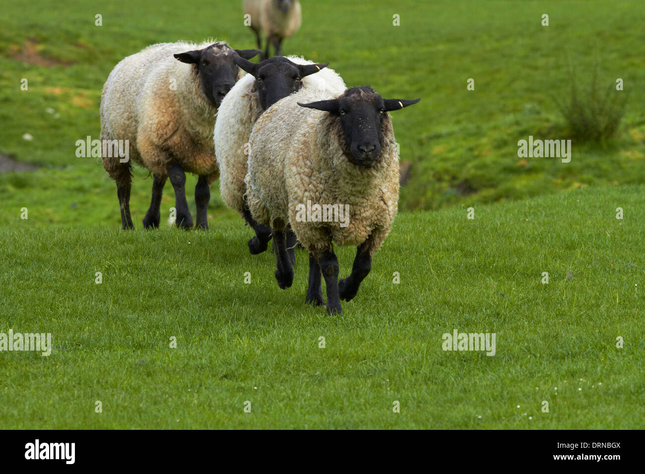 Schafe in der Nähe von Wakefield, in der Nähe von Nelson, Südinsel, Neuseeland Stockfoto