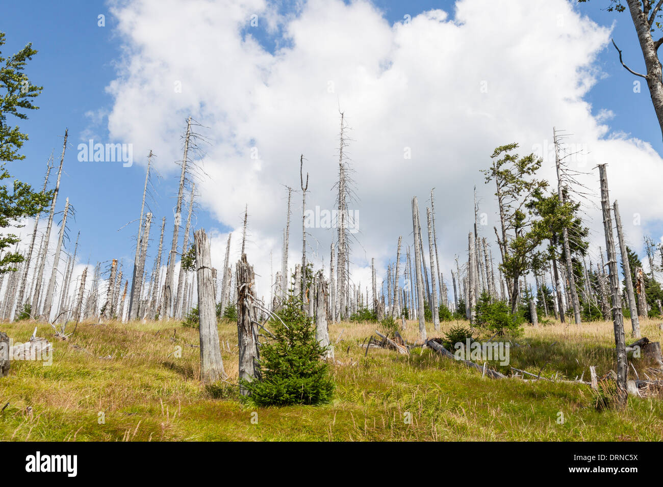 tote Bäume Totholz Abholzung sterben Waldsterben Stockfoto