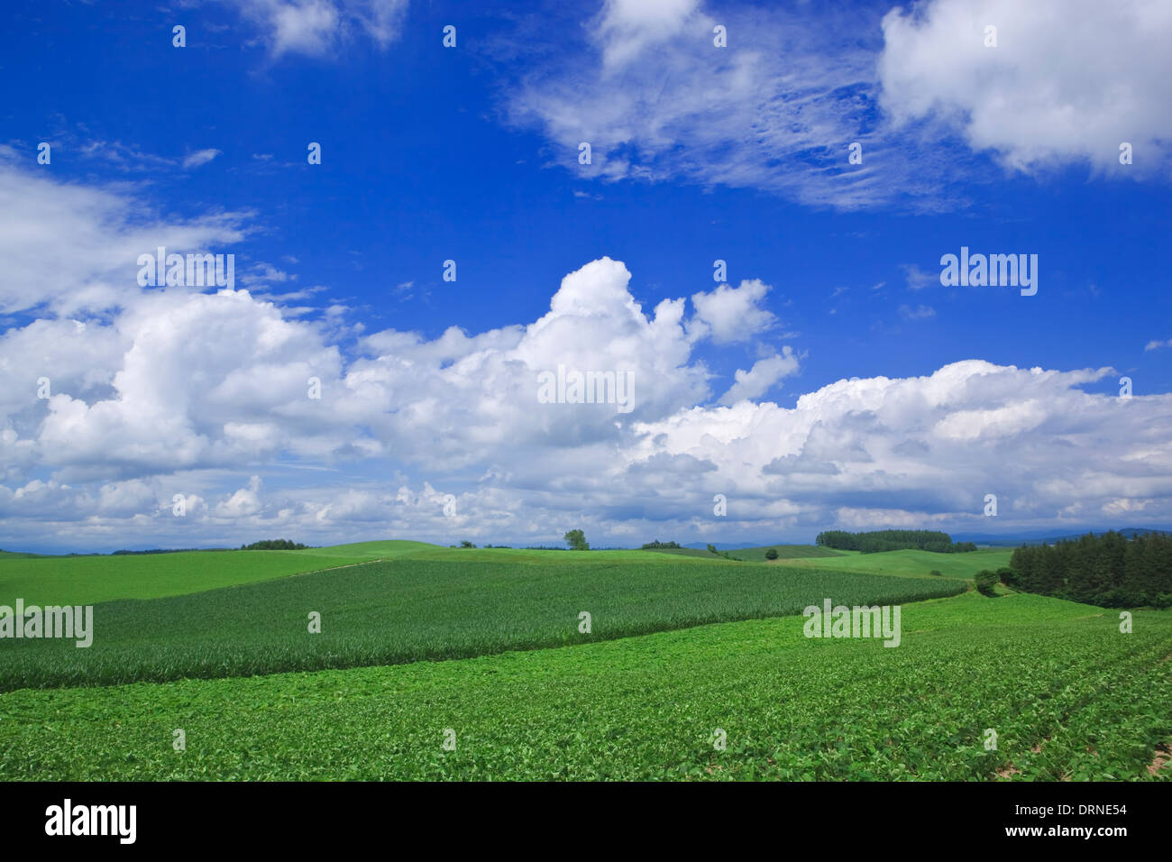 Dramatische Wolken und blauer Himmel mit Gemüsegarten in Hokkaido Stockfoto