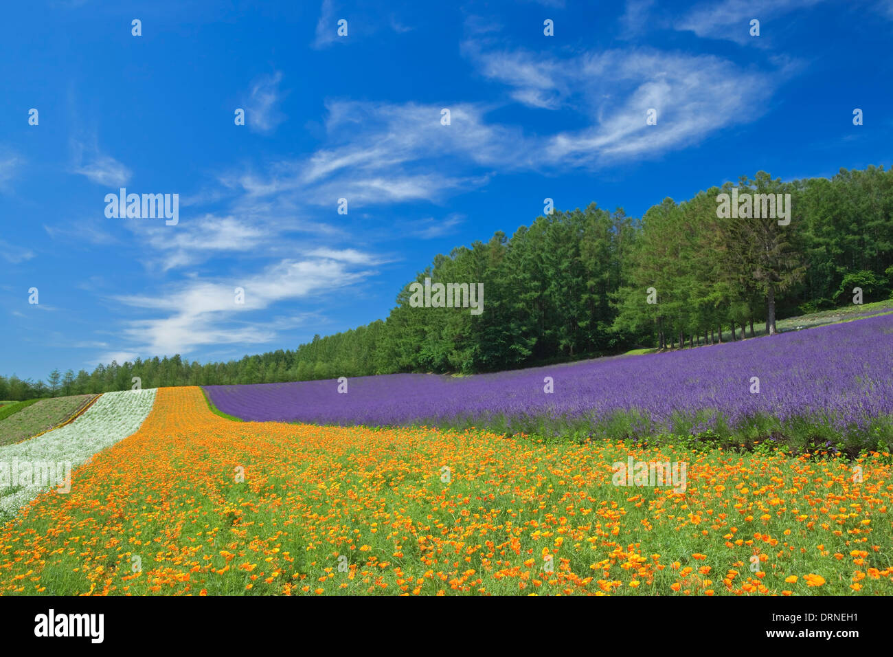Bunter Blumengarten und blauer Himmel in Hokkaido. Stockfoto