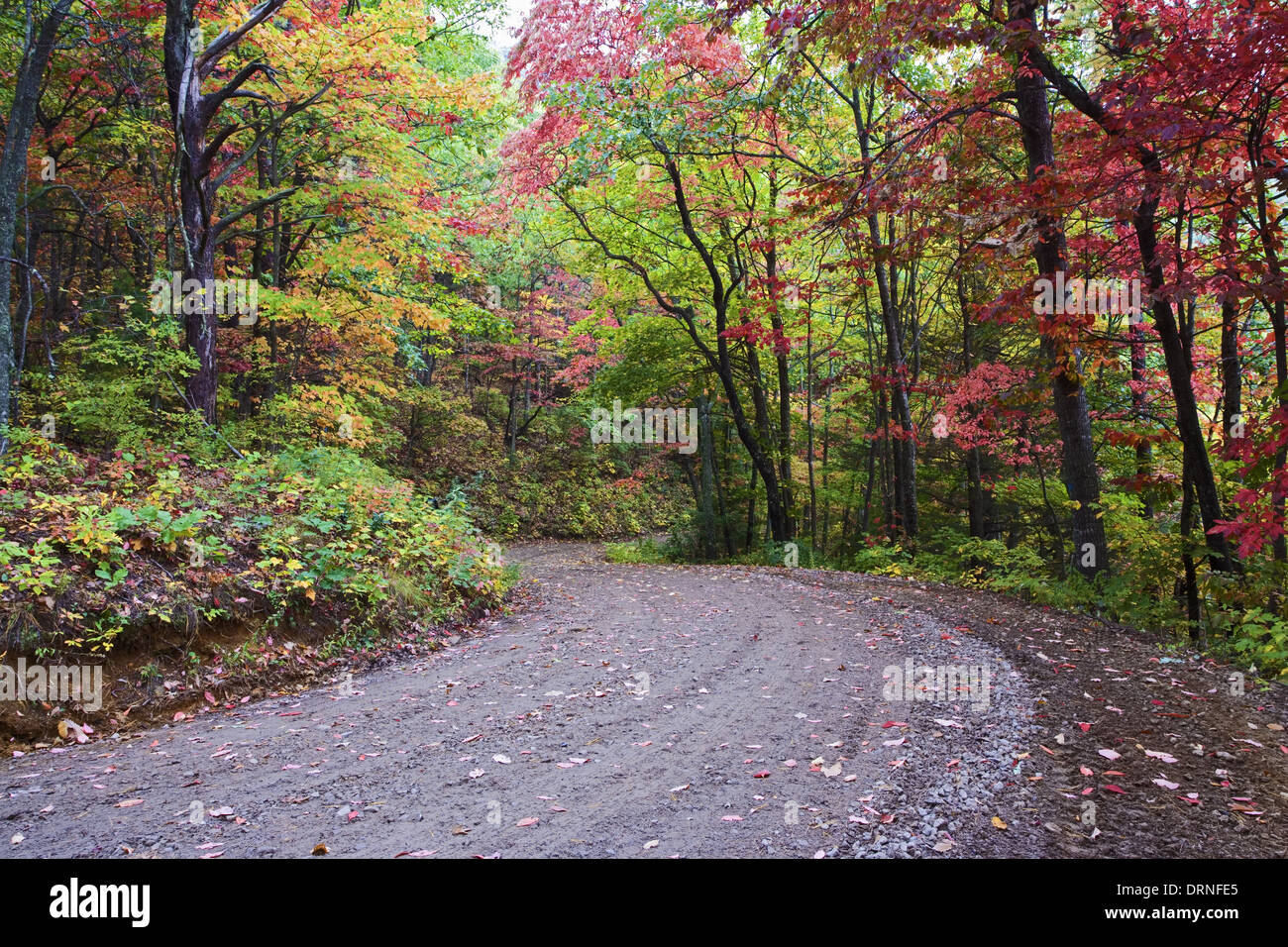 Eine kurvenreiche Straße in den Chattahoochee National Forest, Georgia, USA Stockfoto