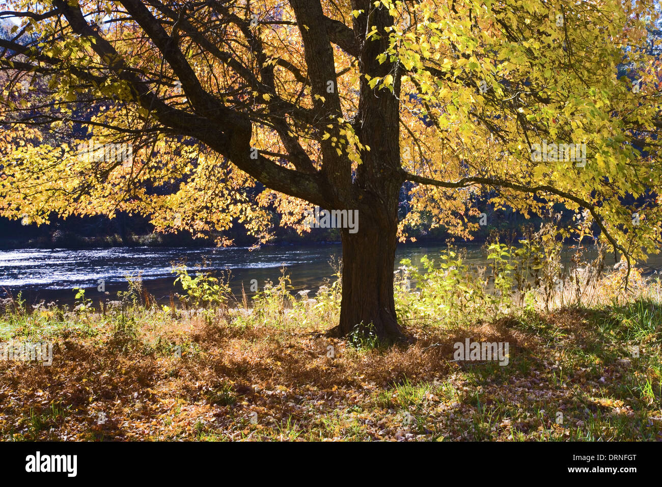 Ein sonnendurchflutetes Baum am Ufer des Little Tennessee River, North Carolina, USA Stockfoto