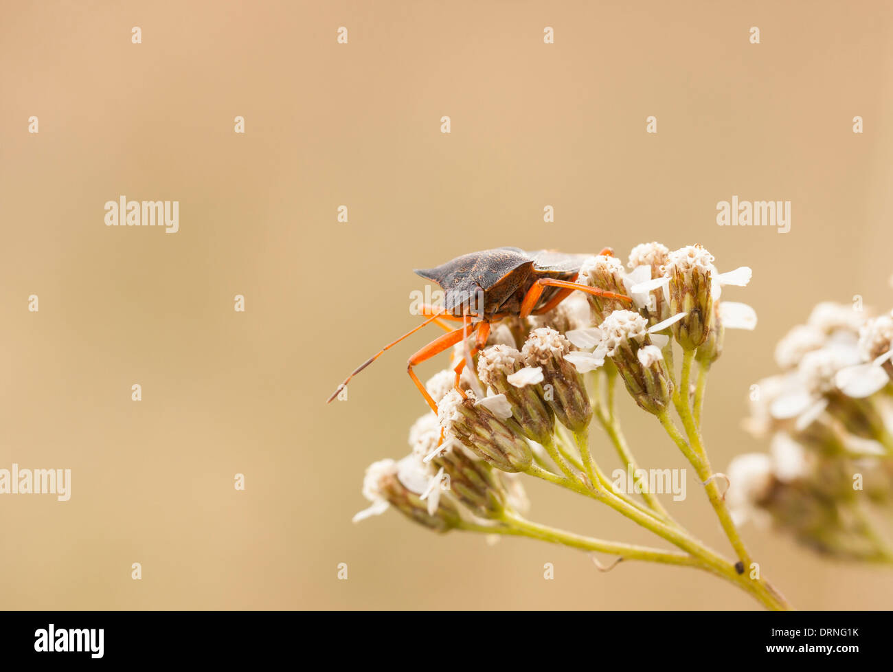 Nahaufnahme einer orange Stink bug auf Pflanze-Blüte Stockfoto