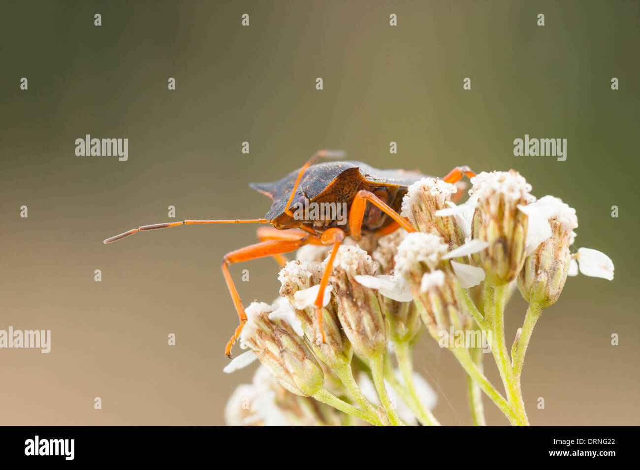 Nahaufnahme einer orange Stink bug auf Pflanze-Blüte Stockfoto