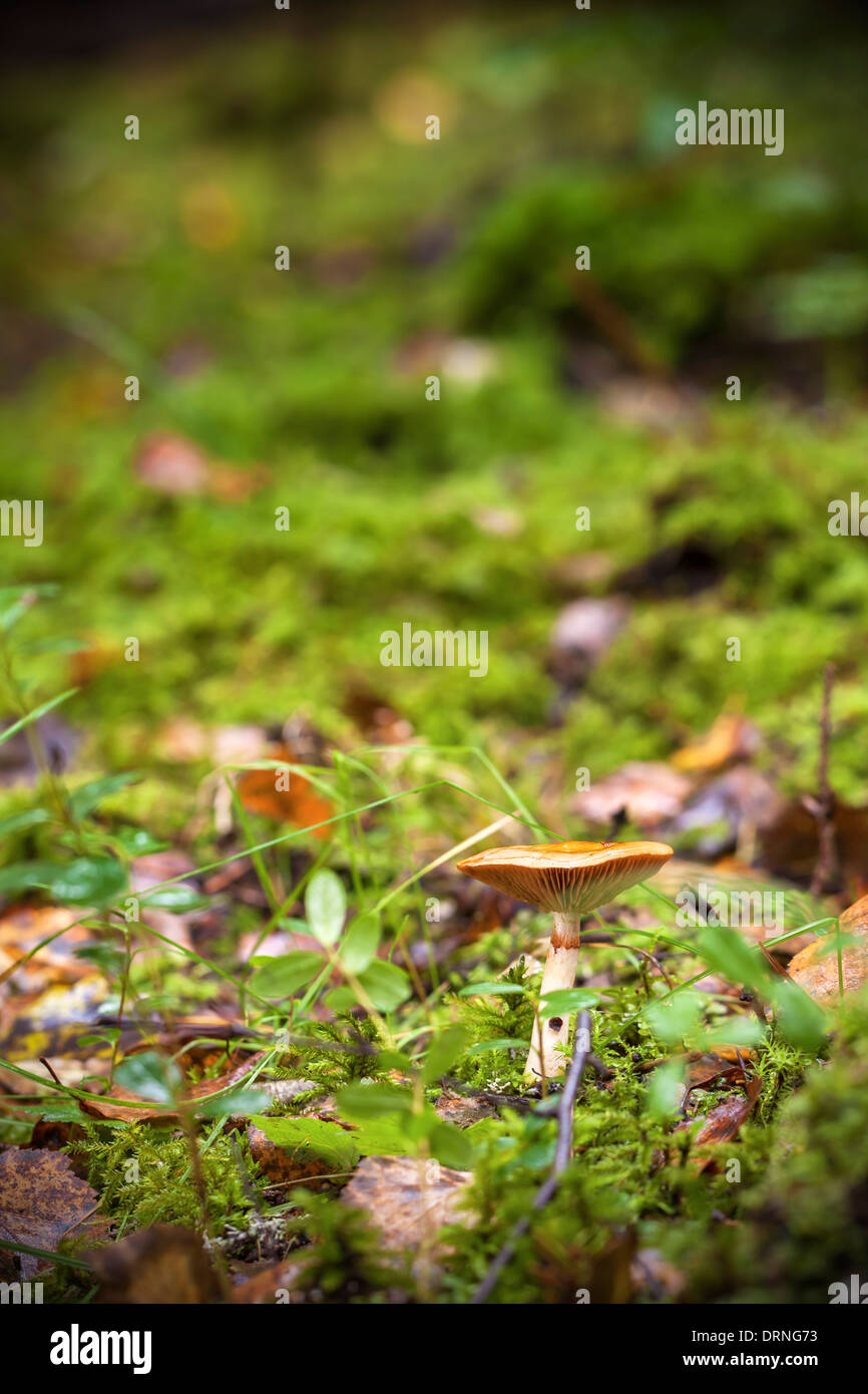 Falscher Safran-Milch-Cap Pilzzucht im Wald im Herbst Stockfoto