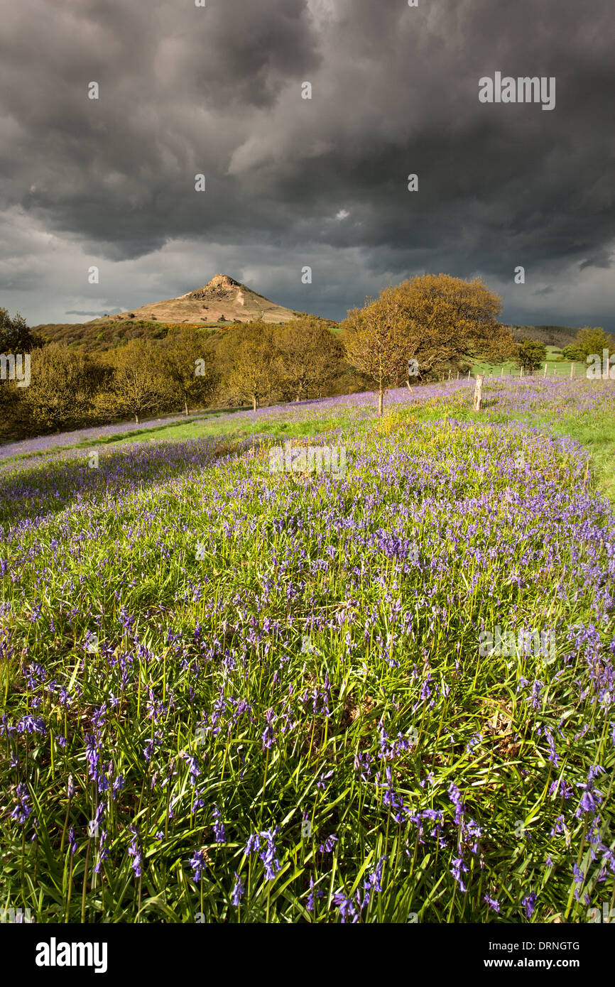 Blaue Glocken und schweren Himmel, Nähe Topping, North Yorkshire, England Stockfoto