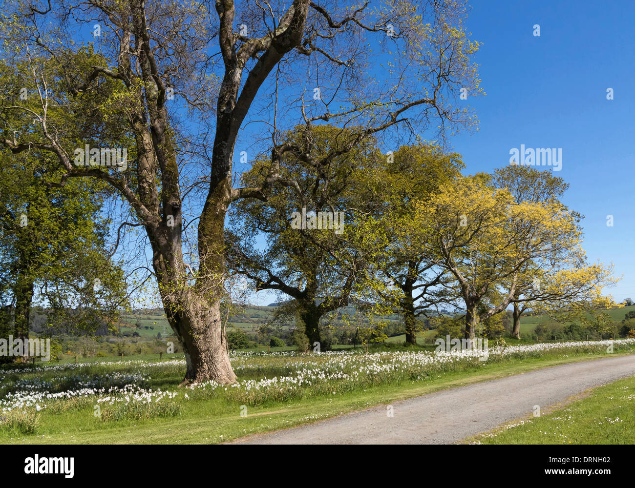 Eschen in der irischen Landschaft, Republik Irland, Europa Stockfoto