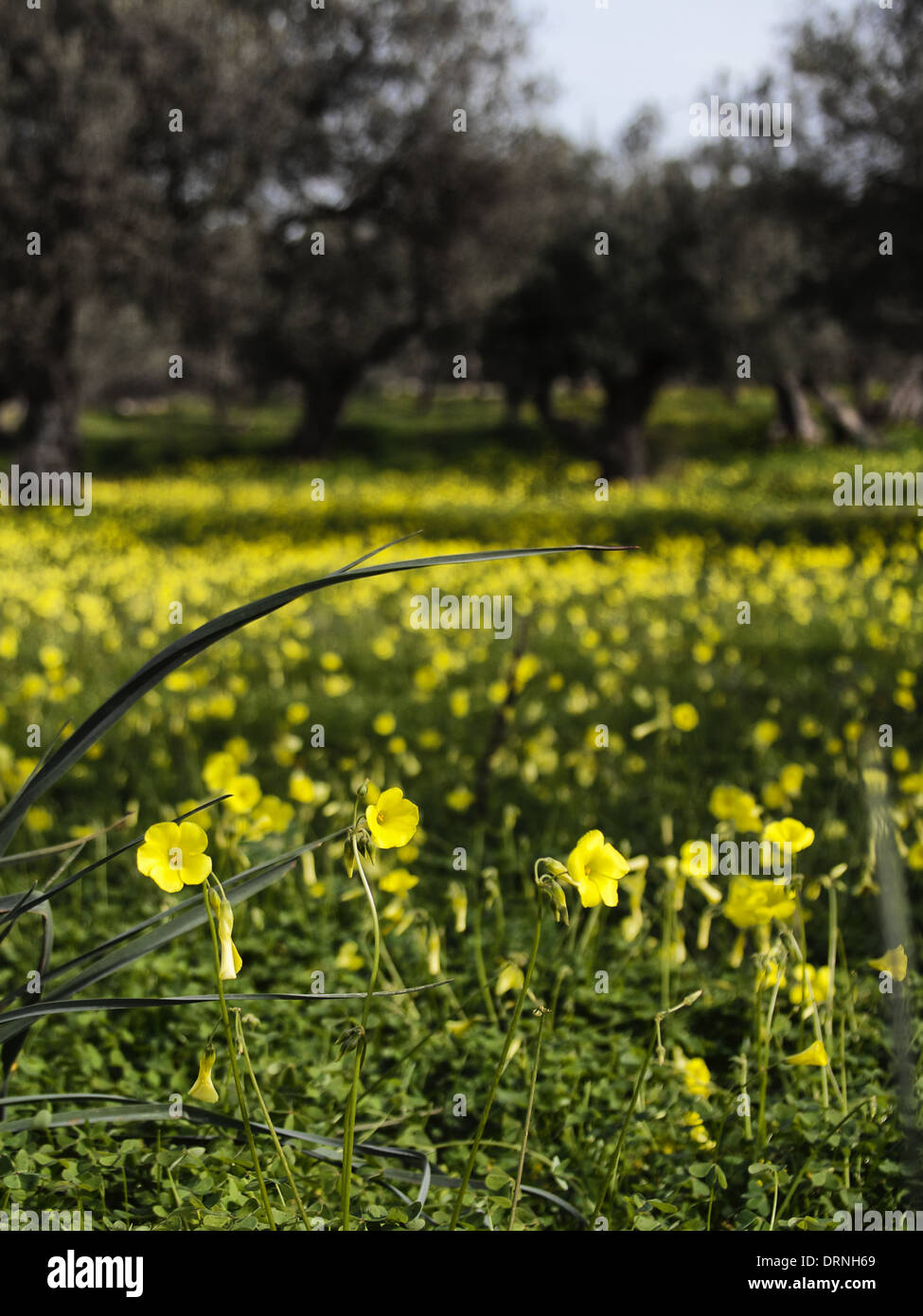 Ein Olivenhain auf Kreta mit einem Teppich aus gelb blühende Oxalis. Scharfer Vordergrund mit Rest weich/verschwommen. Stockfoto