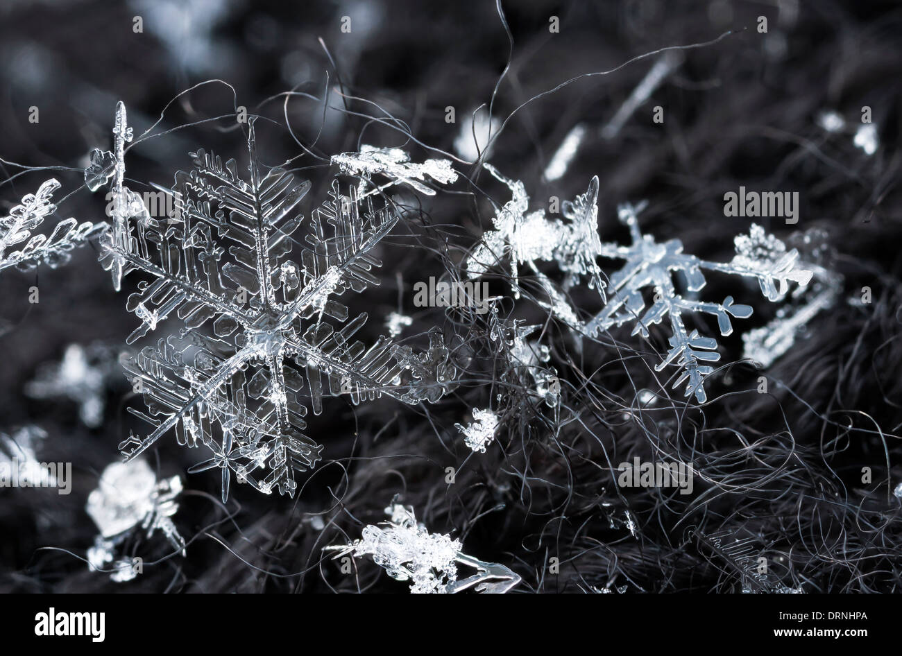 Extreme Makro Schneeflocke Kristalle auf behaarte Handschuh Stockfoto