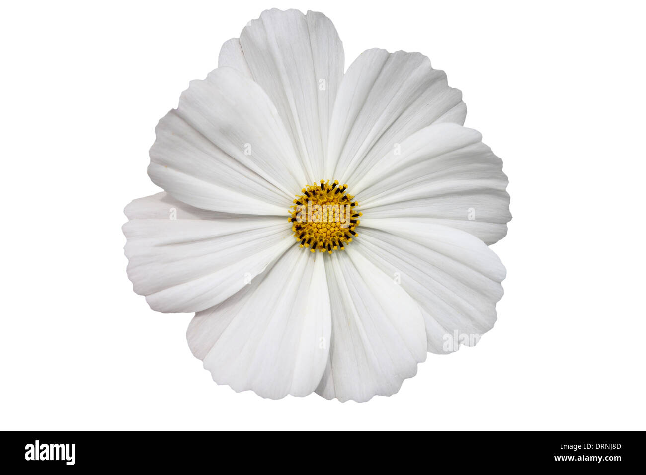 weiße Gerbera Blume Stockfoto