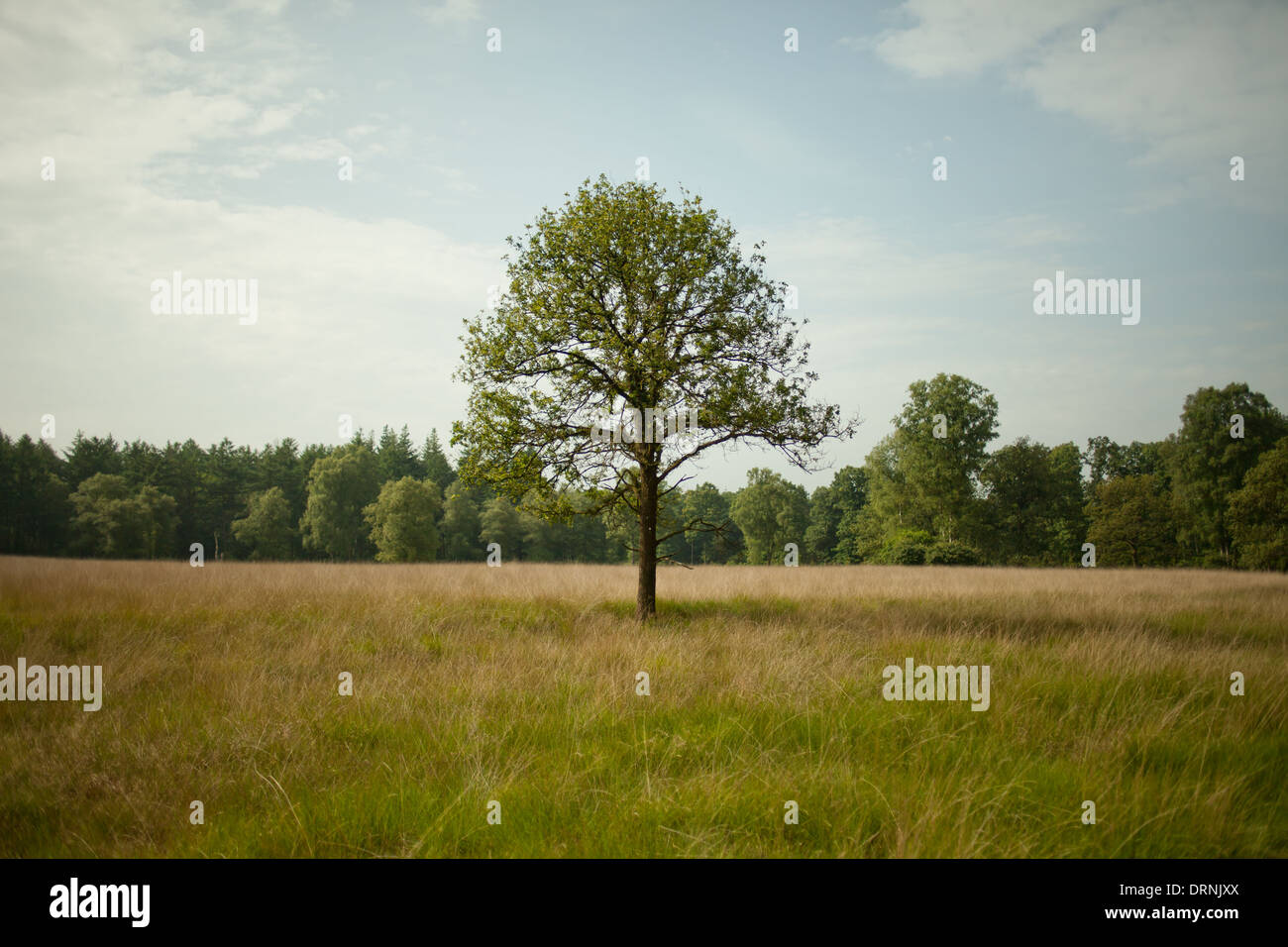 einzelner-baum-im-feld-fotos-und-bildmaterial-in-hoher-aufl-sung-alamy