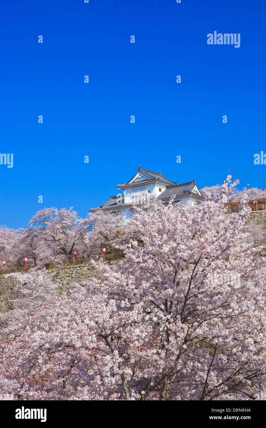 Tsuyama Schlosspark und Kirschblüten Stockfoto