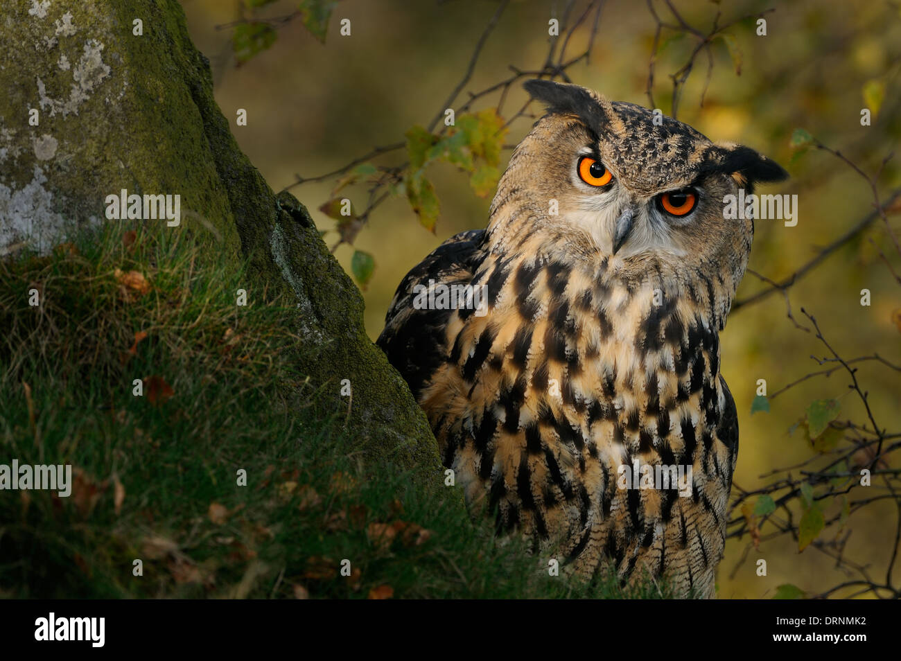 Uhu, Bubo Bubo, auf einem Felsen und dazwischen Vegetation in seinem natürlichen Lebensraum suchen direkt in die Kamera. Stockfoto
