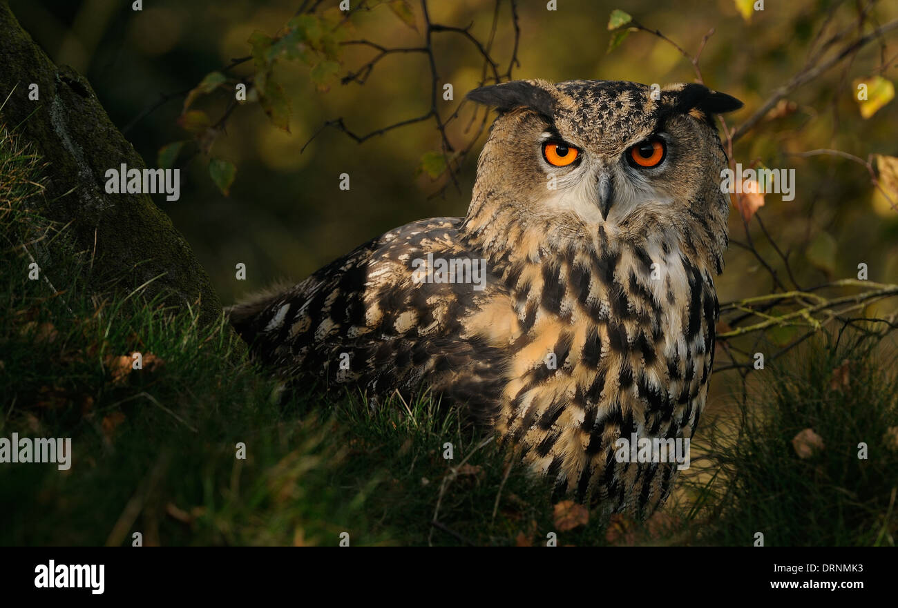 Uhu, Bubo Bubo, auf einem Felsen und dazwischen Vegetation in seinem natürlichen Lebensraum suchen direkt in die Kamera. Stockfoto