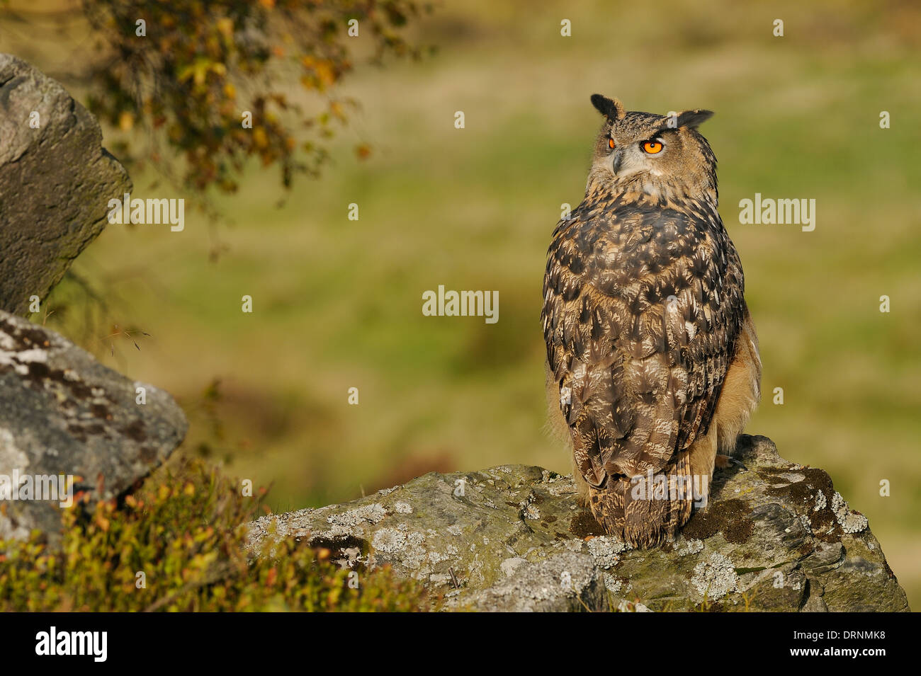 Uhu, Bubo Bubo, auf einem Felsen und dazwischen Vegetation in seinem natürlichen Lebensraum suchen direkt in die Kamera. Stockfoto