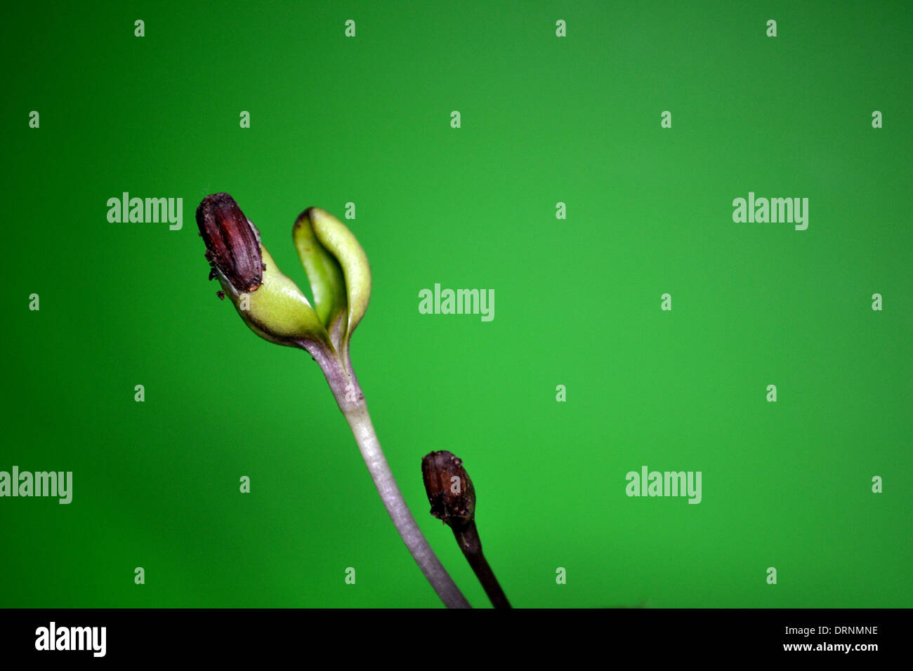 Sonnenblume samt Königin Sämling mit Samenschale noch sichtbar auf das neue grüne Blatt Stockfoto