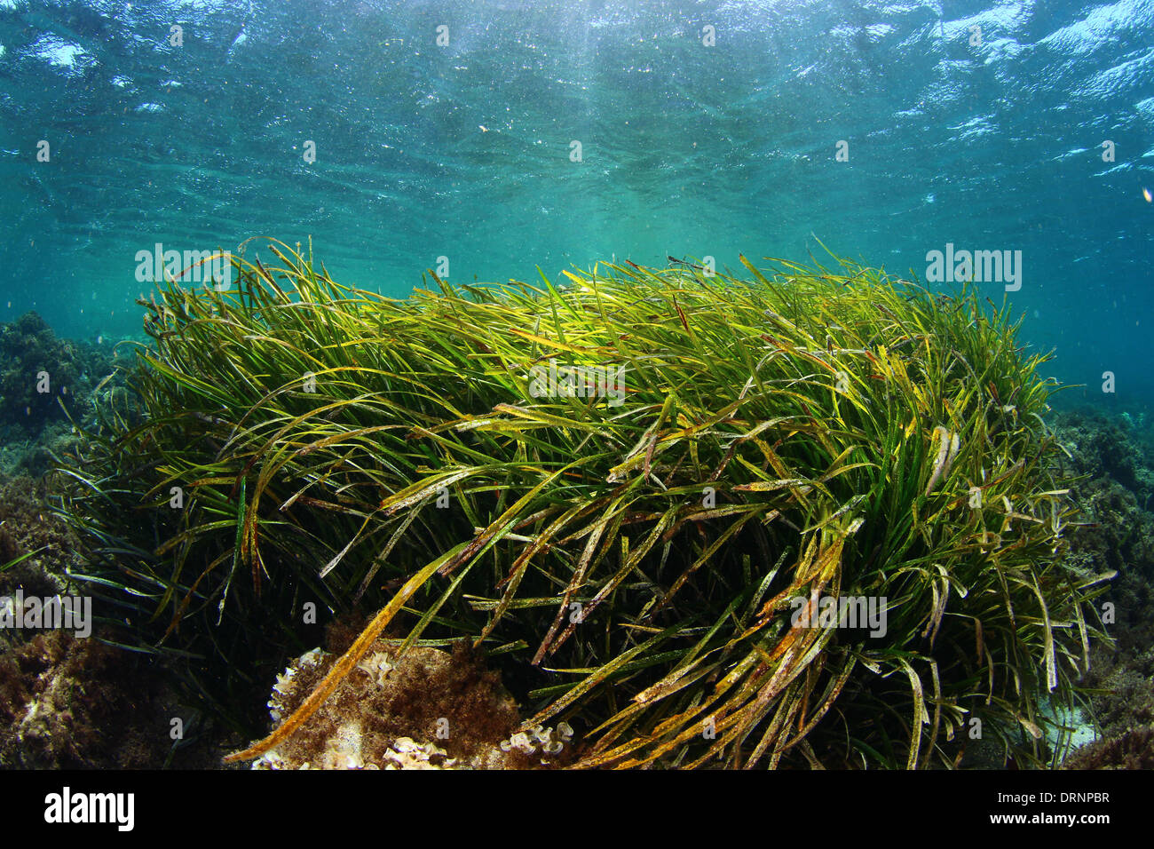 Posidonia oceanica Fotos und Bildmaterial in hoher Auflösung Alamy