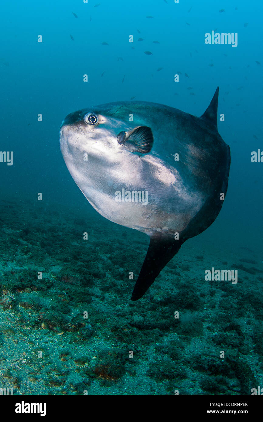 Mondfisch (Mola Mola) ist eine seltene und enorme Fisch in unseren Meeren und Ozeanen Stockfoto