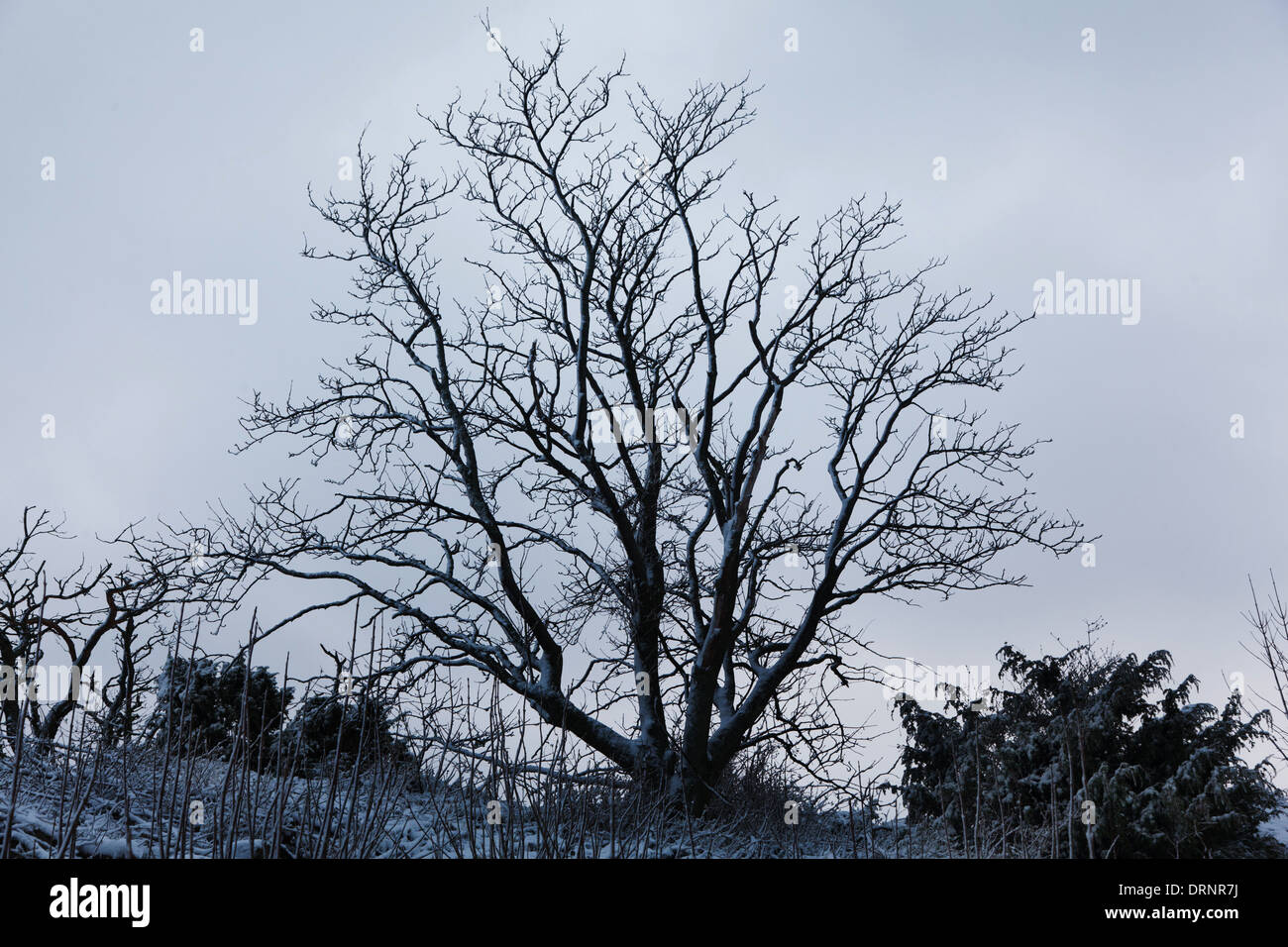 Schwarz Winterbäume und Sträucher sitzt im Schnee auf Hammer Knude. Stockfoto