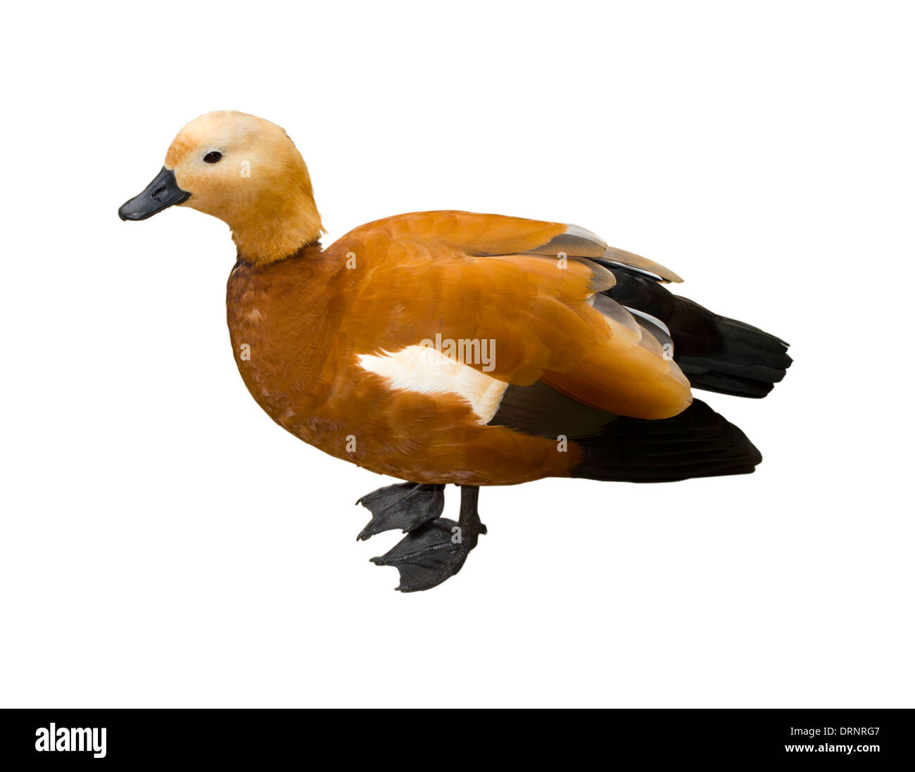 Die Drake blickt seitlich auf den isolierten weißen Hintergrund Stockfoto
