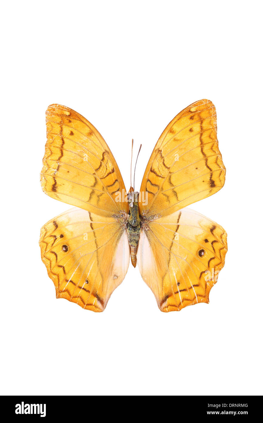 isolierte Segel Schmetterling Stockfoto