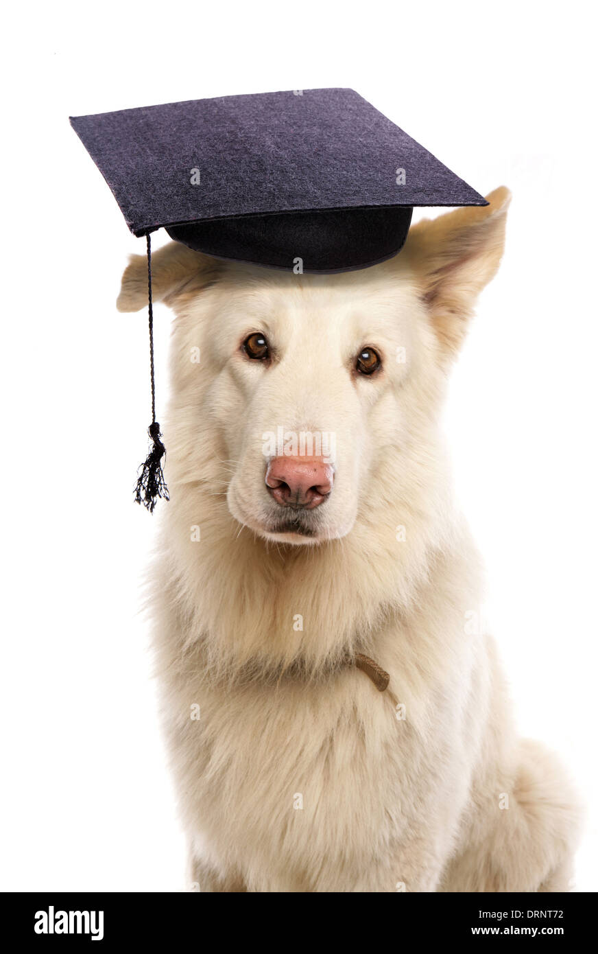 Deutscher Schäferhund mit Mörtel Board Hut Stockfoto