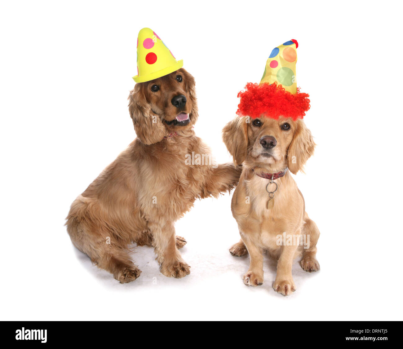 Hunde als Clowns Studio Ausschnitt Stockfoto