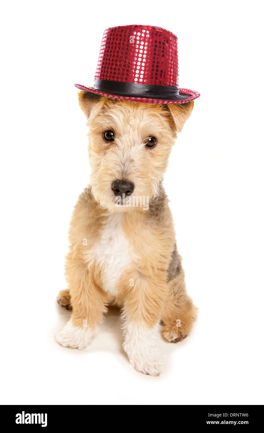 Lakeland Terrier tragen Kabarett Hut Stockfoto