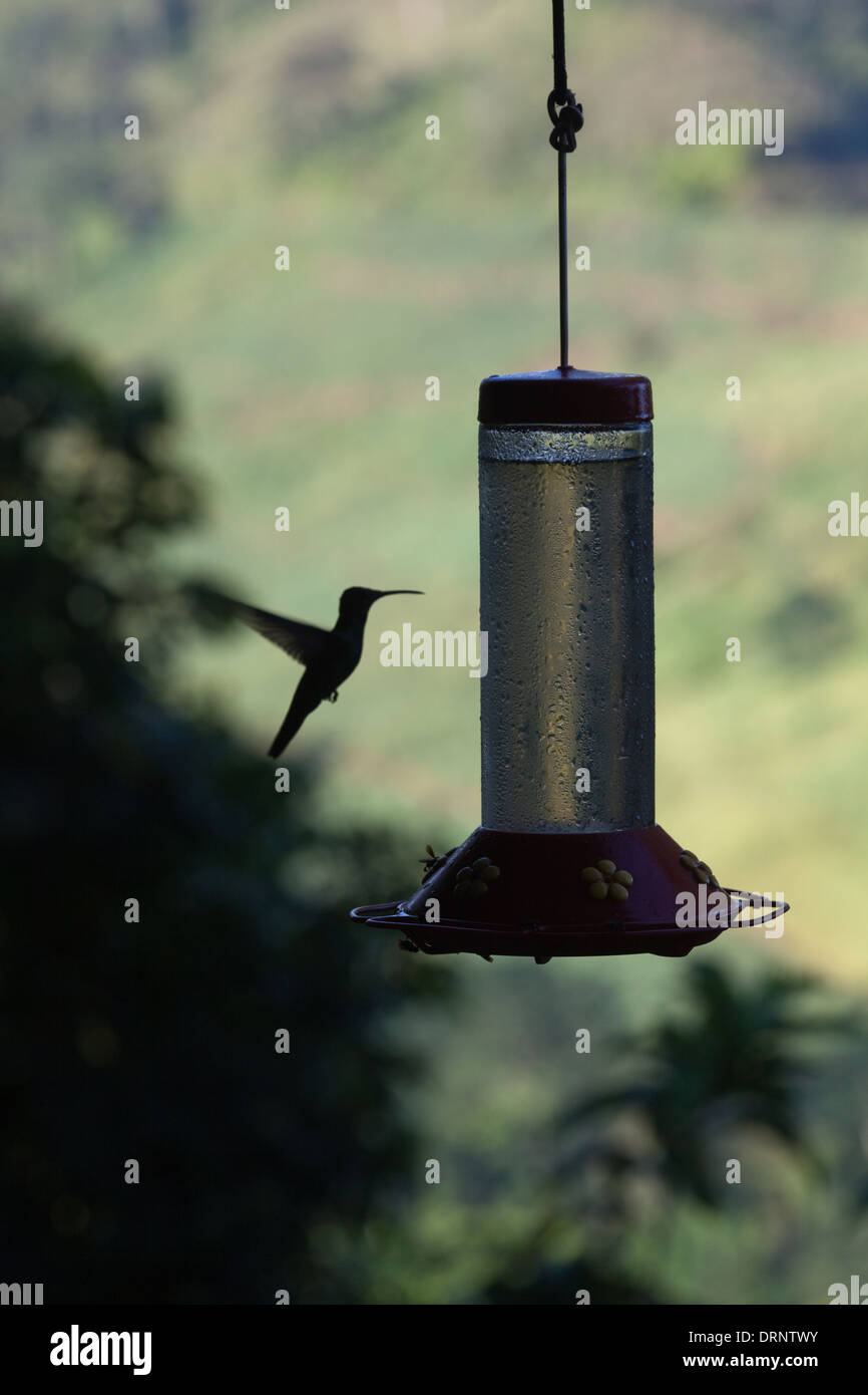 Kolibri Annäherung an Futterstelle. Costa Rica. Stockfoto