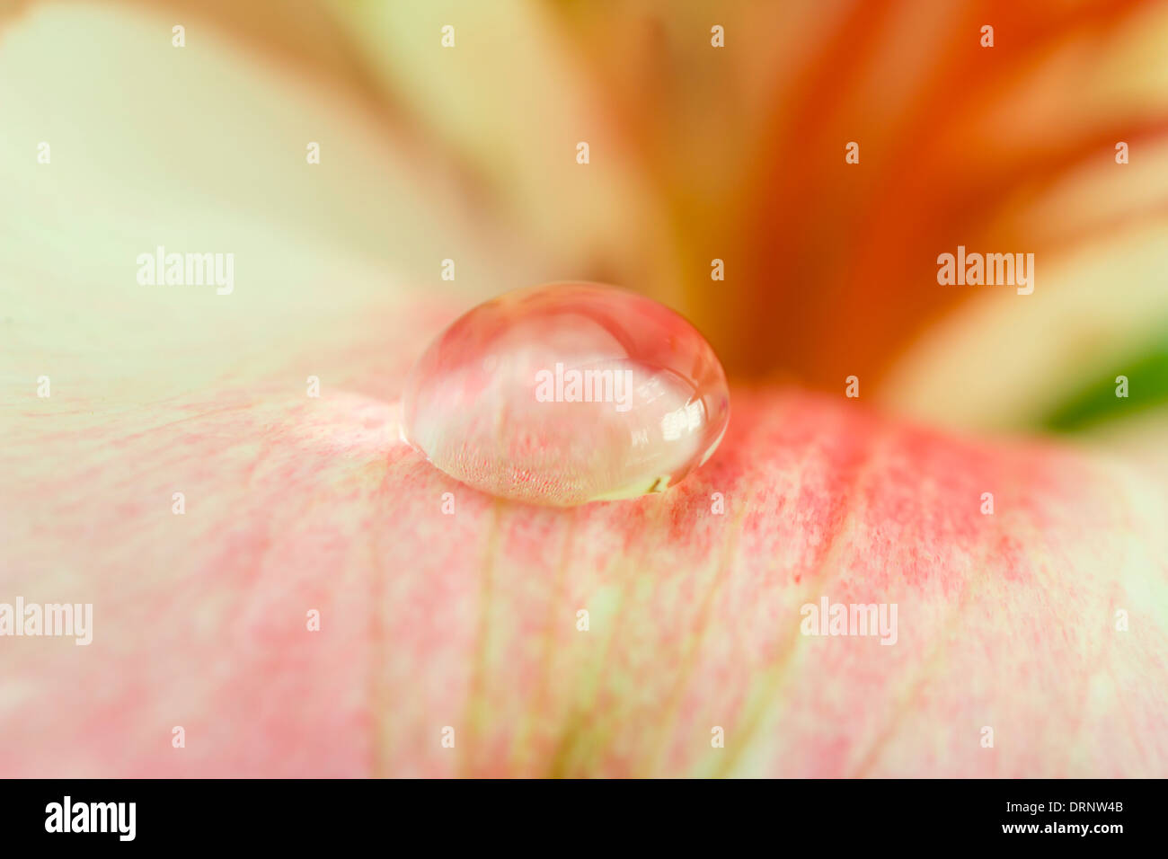 Hintergrund aus einer Orchidee mit Tau hautnah Stockfoto